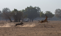 dog safaris `south Luangwa