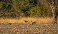 dogs hunting_puku