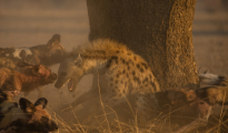 dogs_hyena fight