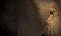 elephant eye