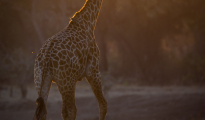 giraffe at dawn