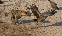 hyena chasing of vulture