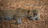 leopard confrontation