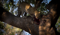 leopard in the tree