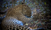 leopard son