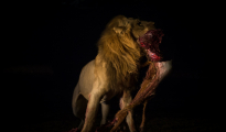 lion draging