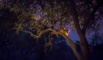 lion in tree