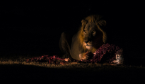 male lion eating