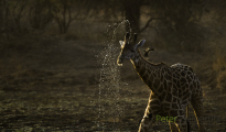photogallery-114