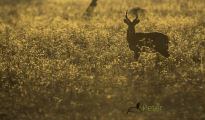 photogallery-188