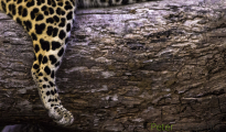photogallery-191