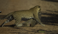photogallery-195