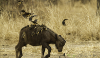 photogallery-20