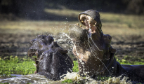 photogallery-200