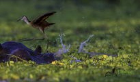 photogallery-203