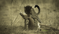 photogallery-212