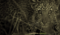 photogallery-214