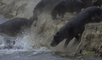 photogallery-239