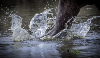 photogallery-241