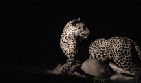 photogallery-247