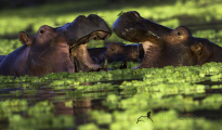 photogallery-251