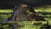 photogallery-252