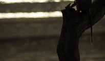 photogallery-264