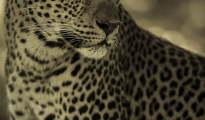 photogallery-288