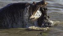 photogallery-321