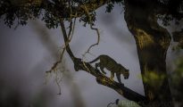 photogallery-328