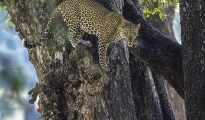 photogallery-329