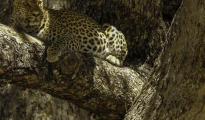 photogallery-33