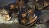 photogallery-84