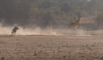 puku hunted