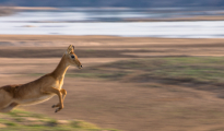 puku in flight