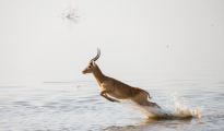 puku on the run