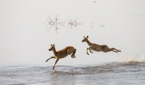 pukus on the run