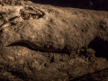 Croc Giant