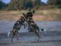 Dogs playful