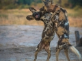 Dogs playing