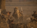 Fighting dogs