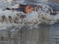 Hippo_splashing
