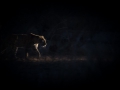 Leopard at night