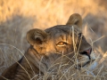 Lioness_light