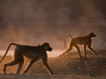 baboons at dawn