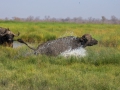 buffalo splashing
