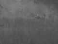 dog hunting kudu