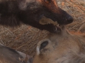 dog_eating