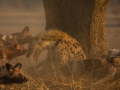 dogs_hyena fight