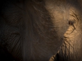 elephant eye